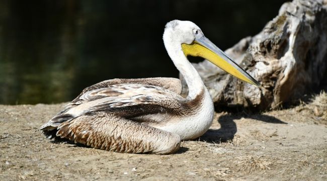 Yaralı flamingo ve iki pelikan tedavi altında