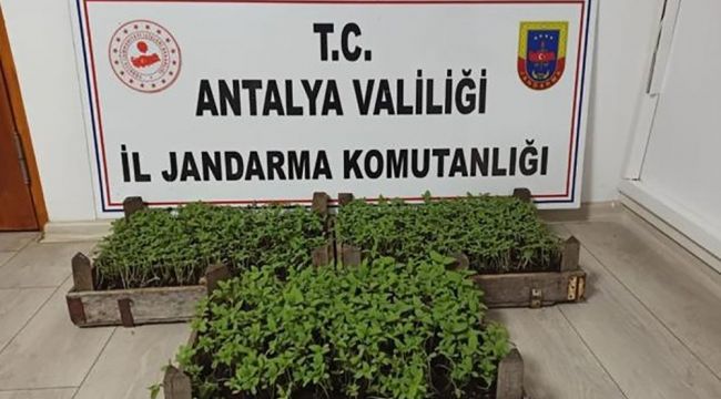 Bakla tarlasında 1569 kök kenevir ele geçirildi