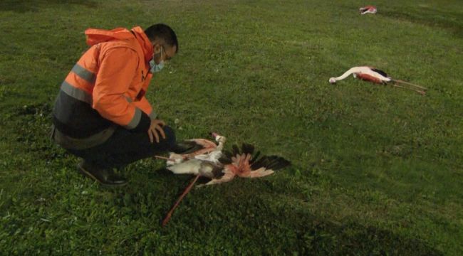 Endişe verici! İzmir'de toplu flamingo ölümü