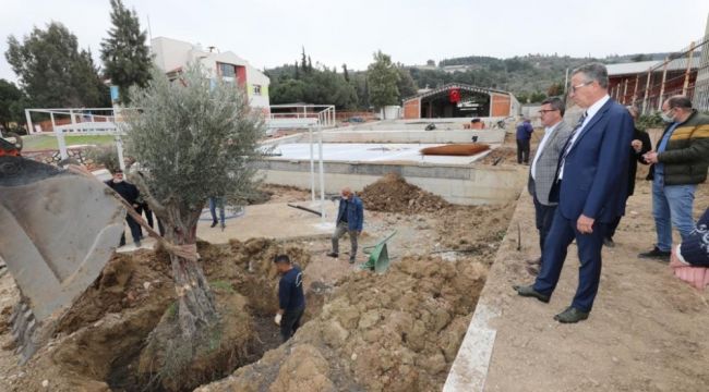 Gaziemir'de zeytin ağaçlarına ikinci yaşam