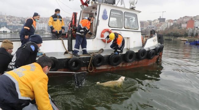 Haliç'te köpek kurtarma operasyonu