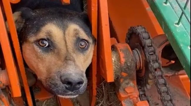 Kafası tarım aracına sıkışan köpek kurtarıldı