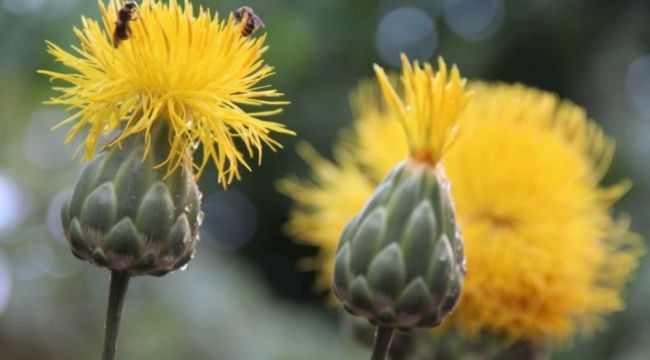 Kuşadası'nda 17 kök 'tülüşah' korumaya alındı