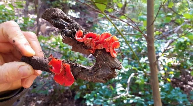 Kuşadası'nı yeni bir mantar türü daha bulundu