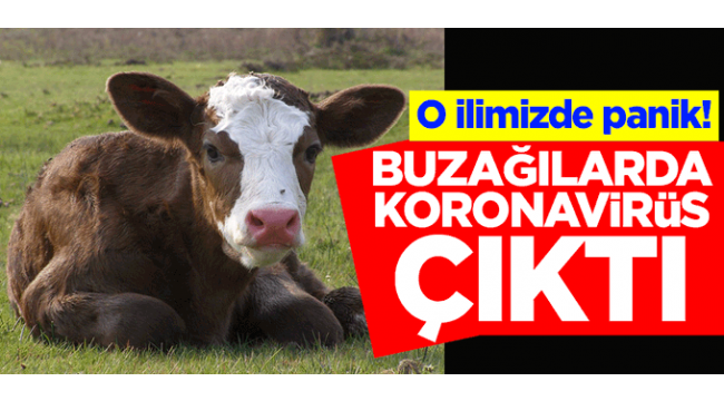 Buzağılarda koronavirüs çıktı