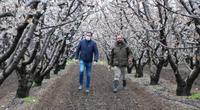 İlk kiraz don yüzünden gecikti