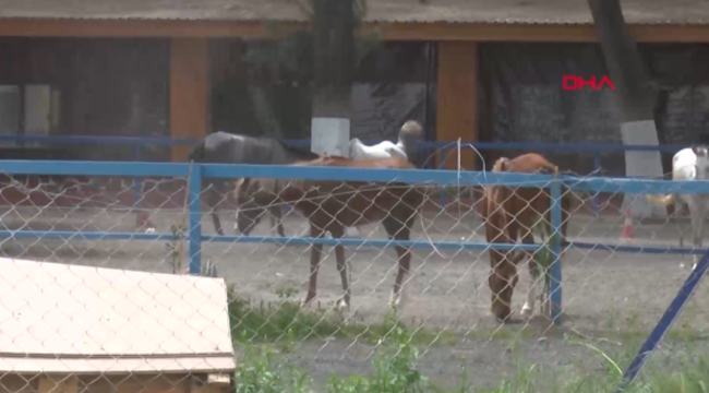 Kayıp atlarla ilgili yeni gelişme! 