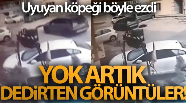 Uyuyan köpeği ezdiği anlar güvenlik kamerasına yansıdı