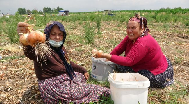 Çiftçinin hasat etmediği soğan tarlasına vatandaşlar akın etti