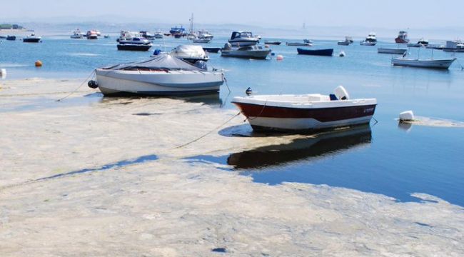 Deniz salyası ve balık ölümlerinin nedeni!