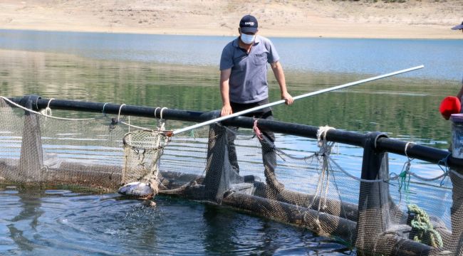 Denizi olmayan Bozkırda yılda 60 ton balık üretti