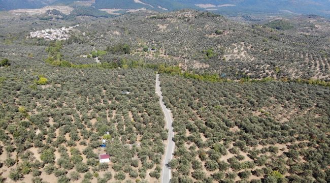 Kuraklık ve sıcaklıklar zeytin rekoltesini olumsuz etkileyebilir