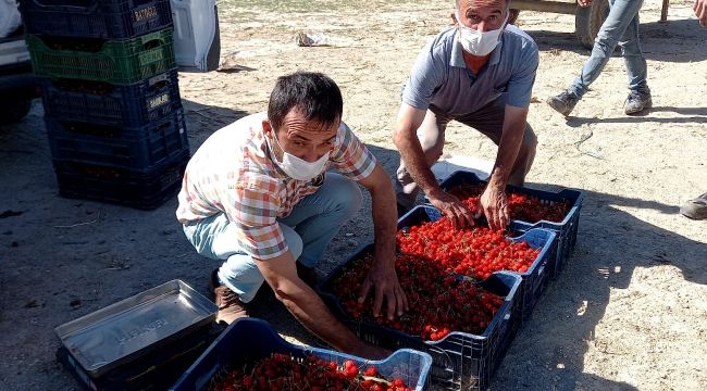 Selendi'nin kirazları İran sofralarını süslüyor