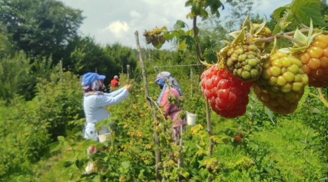 Ahududu hasadı üreticinin yüzünü güldürdü