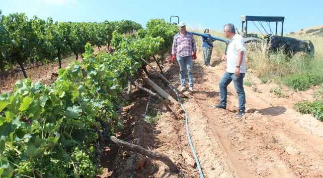 Alaşehir'de fırtınada zarar gören bağlarda hasar tespit çalışmaları başladı