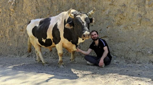 Boğa ile arasındaki en önemli bağ sevgi