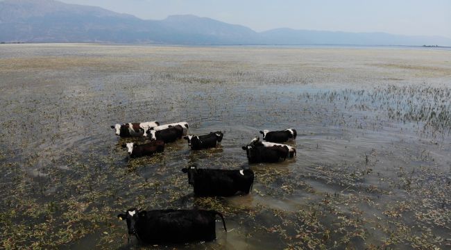 Bu inekler merada değil gölde otluyor