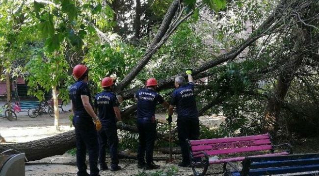 Çocuklar parkta oyun oynarken devrilen ağaç yürekleri ağza getirdi