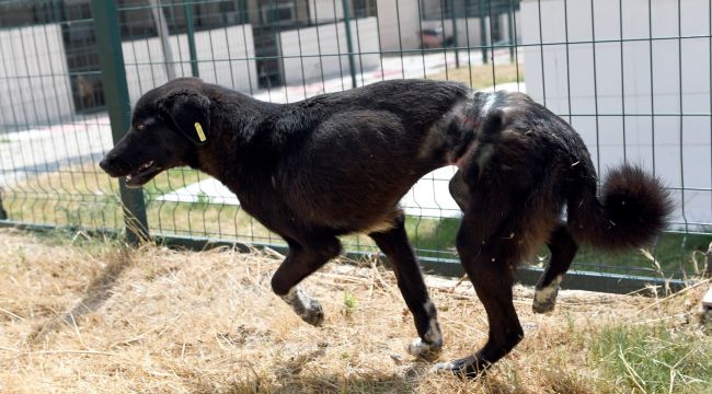 İnsan olan yapar mı! Köpeğe ölümüne işkence