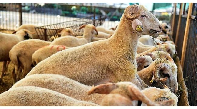 Kurbanlık alışverişinde zincir market fiyatları tüketicinin cebini yakıyor!