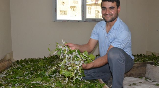 Merakla başladı, 40 bin ipekböceğine ulaştı