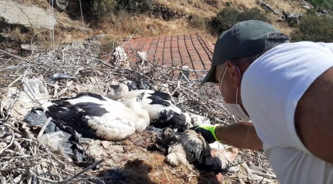 Plastik ipler, yavru leylekleri tehdit ediyor