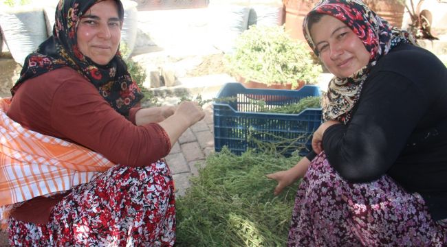 Virüsten kekik suyuyla korunuyorlar