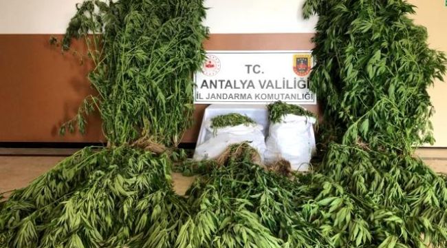 21 kilo 300 gram kubar, 145 kök kenevir ele geçirildi