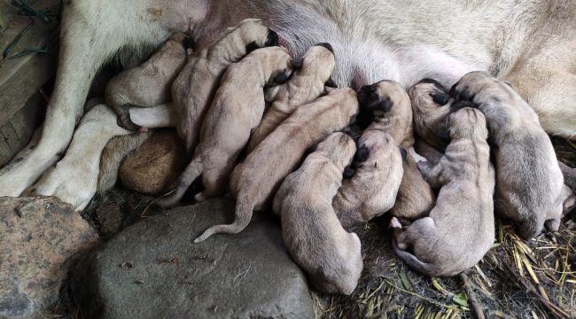 Aksaray malaklısı tek seferde 'servet' doğurdu