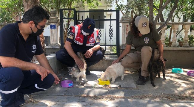 Balıkesir'de sokak hayvanları için özel tim