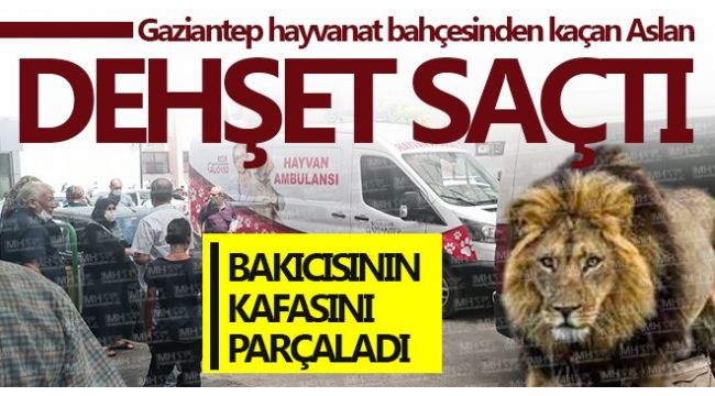 Kafesini parçalayan aslan 3 kişiyi yaraladı