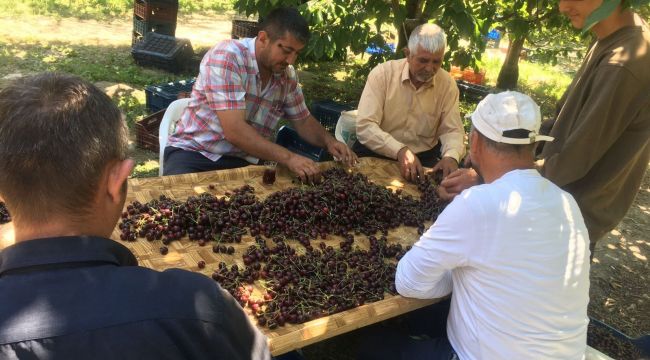 Kiraz bahçelerinde radyo sesleri