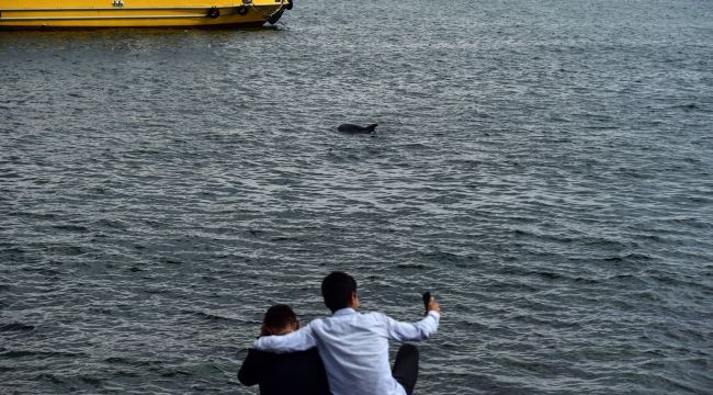 Müsilaja rağmen yunuslar boğaza akın etti