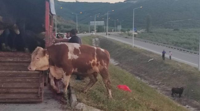 Pazara götürülen boğalar ortalığı birbirine kattı