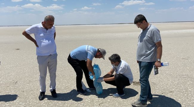 Tuz Gölü'ndeki ölü flamingolar incelemeye alındı