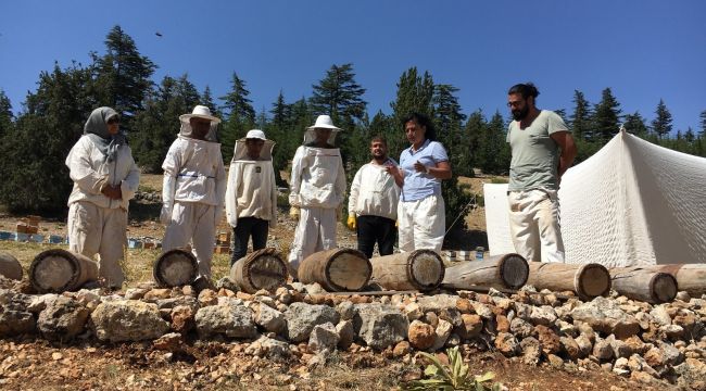 Asırlık bal yeniden üretilecek