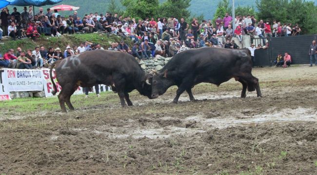  Çamur deryasında geleneksel boğa güreşi 