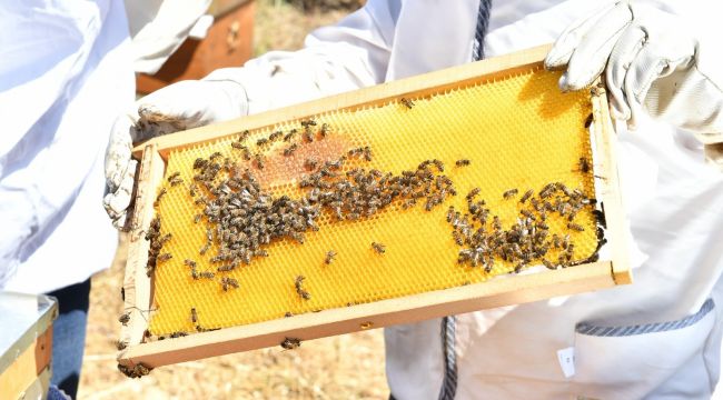 İzmir Büyükşehir Belediyesi, Muğla'daki üreticilere omuz veriyor