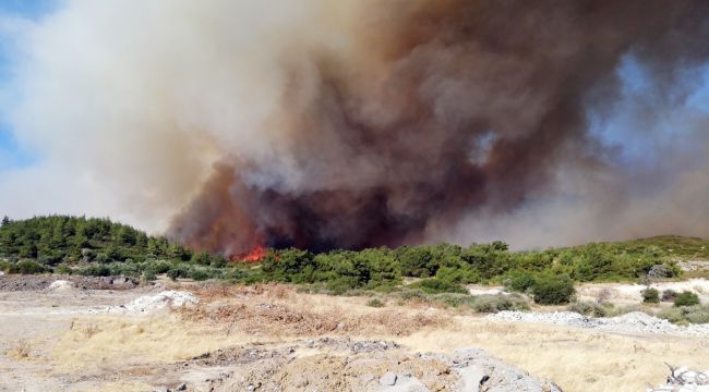 İzmir'de yangına dirençli yeşil örtü 