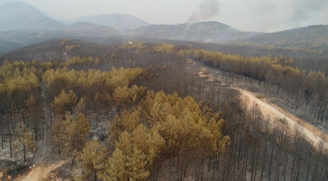 Muğla'da tahribat gün aydınlanınca ortaya çıktı