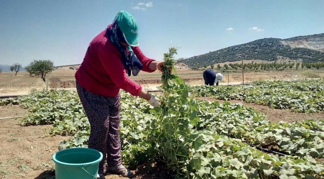 Turşuluk salatalık, anasona alternatif oldu