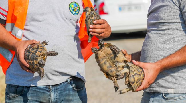 Yangından Kurtarılan Kaplumbağalar Emin Ellerde