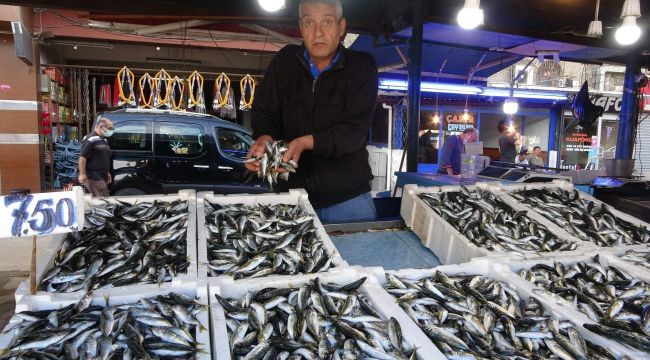 Balıkçılar palamut peşinde