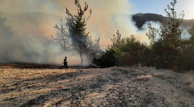 Balıkesir'de orman yangını