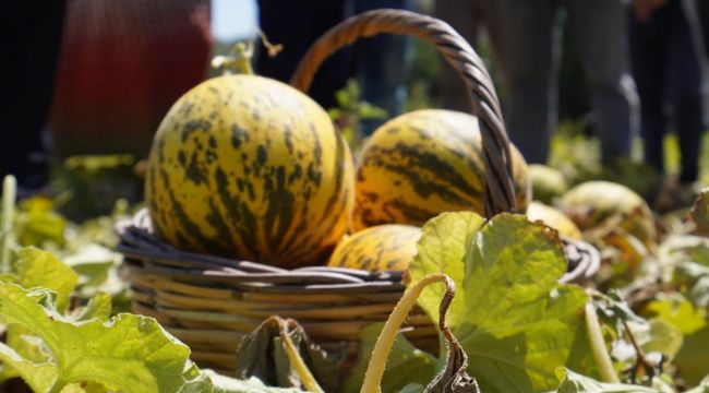 Çeşme kavunu artık coğrafi işaretli