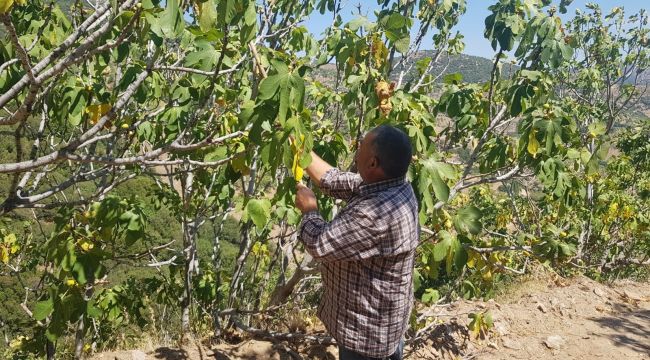 Küresel ısınma incirde verimi düşürdü