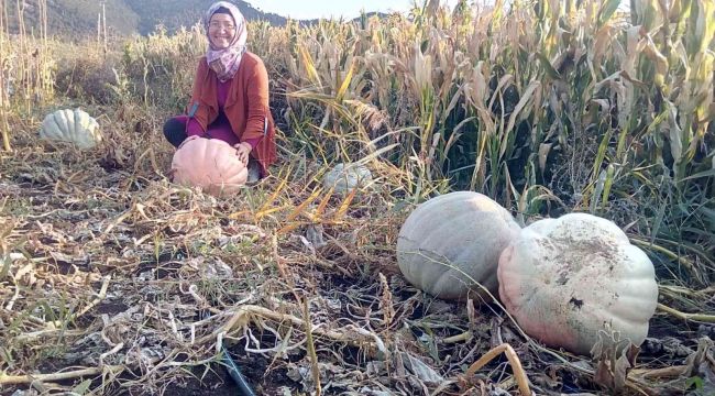 Anneannesinin sandığından çıkan tohumlar dev bal kabağı oldu