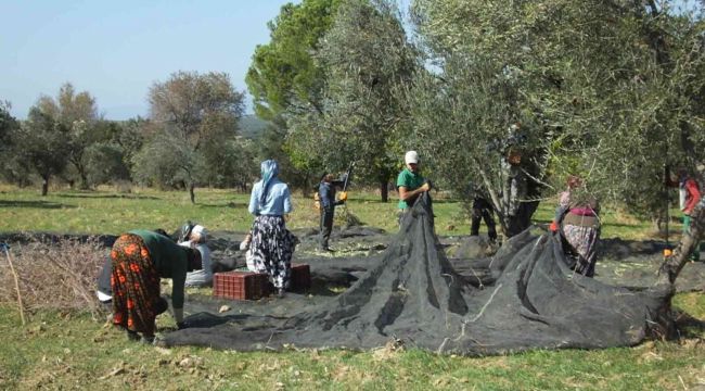 Balıkesir'de zeytin hasadı binlerce vatandaşa ekmek kapısı oldu