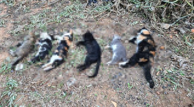 Bodrum'da 20'den fazla kedi zehirlenerek öldürüldü
