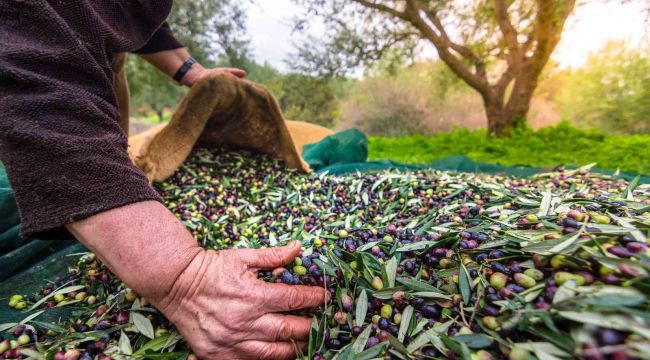 Sofralık zeytin ihracatında rekor